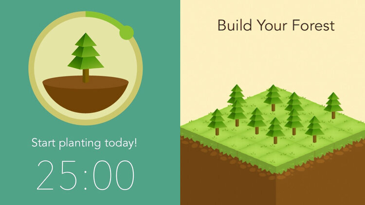 #2: Forest